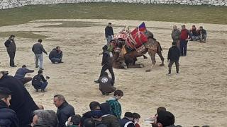 Milas Deve Güreşi Festivali,