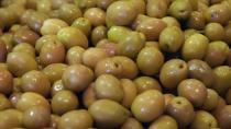 Türkiye Sofralık Zeytin İhracatında Tarihi Rekor Kırdı